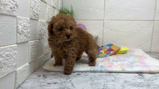 トイプードルの動画01