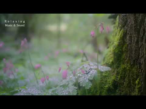 3Hrs, Yiruma, Kiss the Rain - Rain Sound, Calm Piano, Beautiful Piano Music, Calm Piano, Relaxing
