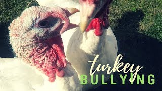 Turkey Bullying