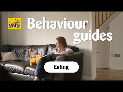Cats and eating | Cats Protection behaviour guides