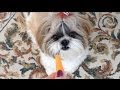Cute Shih Tzu dog Lacey likes carrots! 