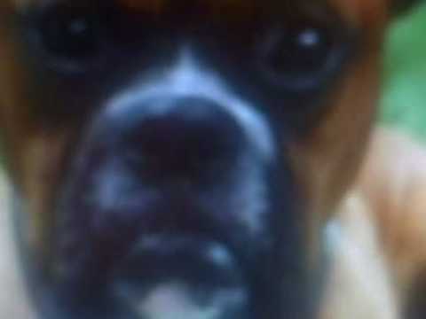 Nickelback Rockstar Spoof - I want to be a Boxer