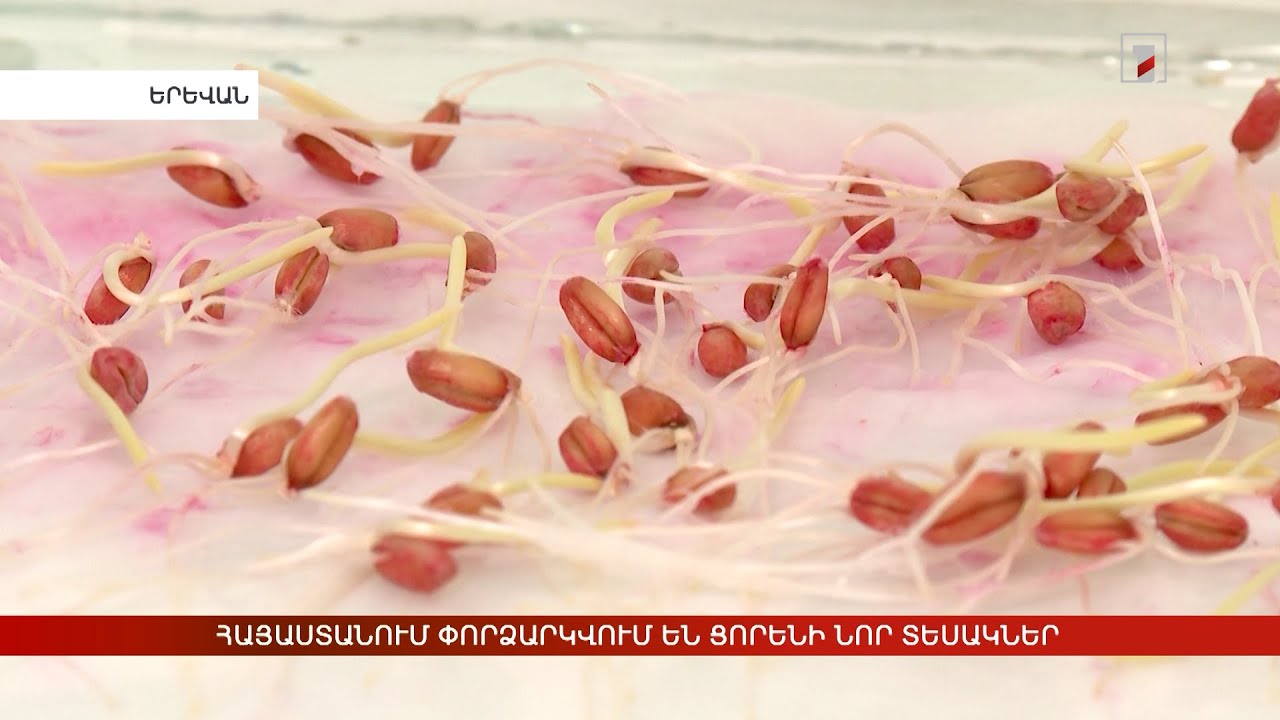 Հայաստանում փորձարկվում են ցորենի նոր տեսակներ