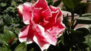 Mediaeval Baebes-Lanquan li Jorn