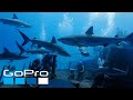 GoPro Top 10 Underwater Moments