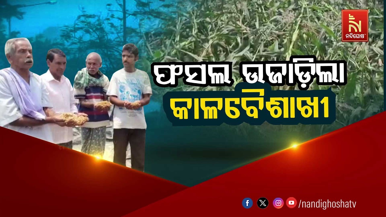 🔴Live | ଫସଲ ଉଜାଡ଼ିଲା କାଳବୈଶାଖୀ