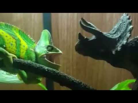 Chameleon DAVE vs Triceratops