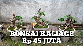 Download lagu BONSAI HARGA 45 JUTA sancang  SERUT  kaliage koin beringin asam TANAMAN HIAS kelapa mini pohon kecil mp3 Download lagu BONSAI HARGA 45 JUTA sancang  SERUT  kaliage koin beringin asam TANAMAN HIAS kelapa mini pohon kecil mp3