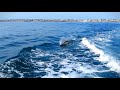 Dauphins