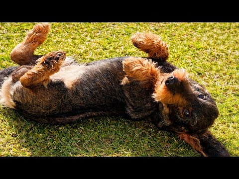 Teddy the Dachshund Had a Very Hard Day at Work 😂