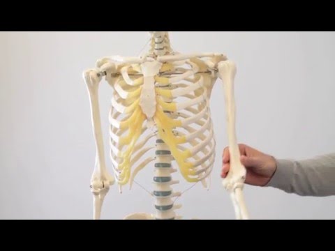 How does the shoulder joint work?