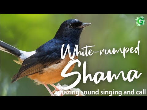 Amazing White-rumped Shama Bird Song Singing And Chirping