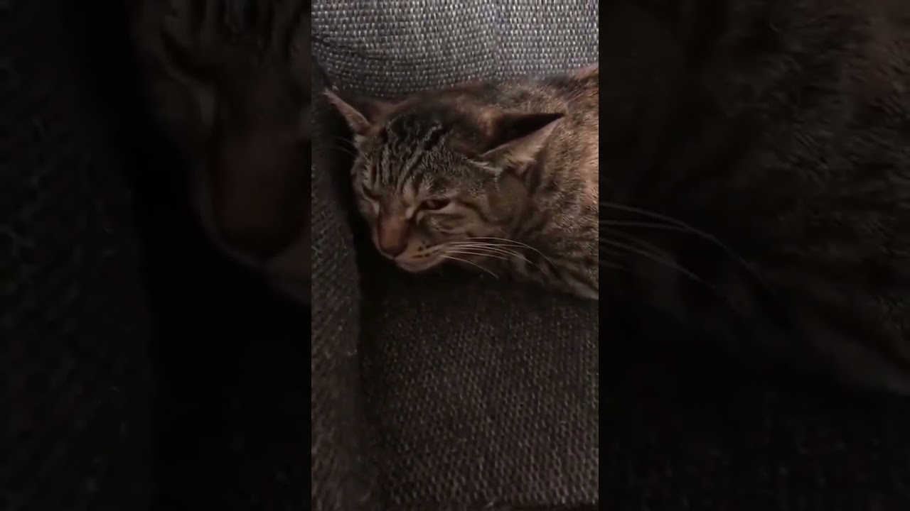 Smart cat repeats owners singing!