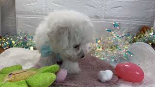 ハーフ犬の動画01