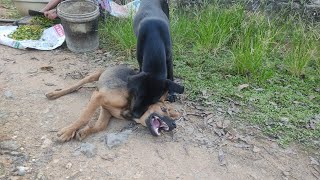 Everyda busy puppy #dog #animals #pets #puppy