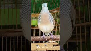 Download lagu Perkutut Lokal Gacor Suara Sangat Ampuh - Menarik Perkutut Gacor Dengan Cepat! mp3