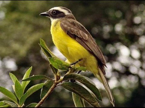 Renato Terra -   Bem te vi