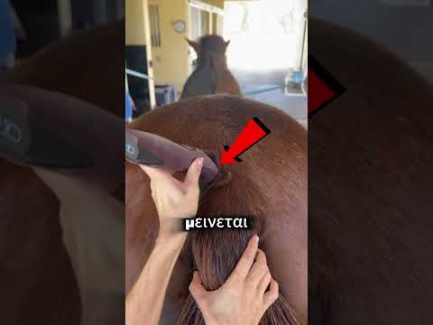 Η επαγγελματική φροντίδα που προστατεύει την υγεία των αλόγων.