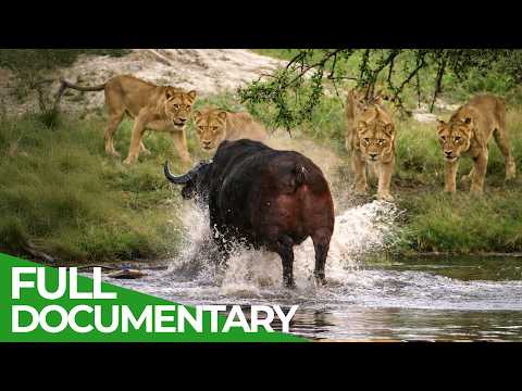 Africa s Deadliest: Killers in Packs