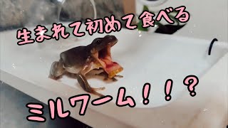 【short】ミルワームをペロリと食べるはずが…？？