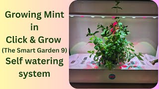 Growing Mint in Click & Grow The Smart Garden 9 Self watering hydroponics system
