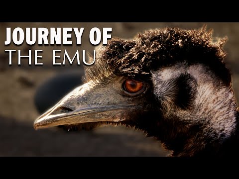 Journey of the Emu: Australia's Ancient Nomads on an Epic Quest | Wild Tales | Documentary