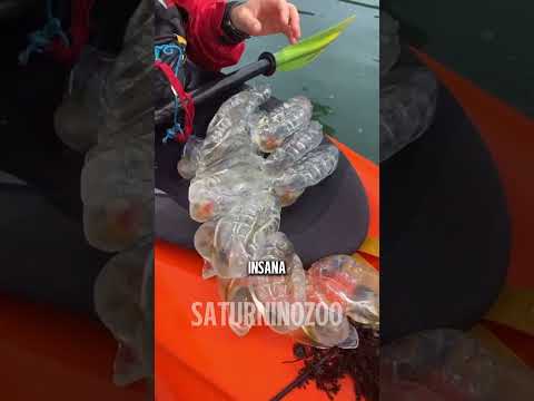 Bicho transparente #curiosidades #mar #bichos #mar #salpa