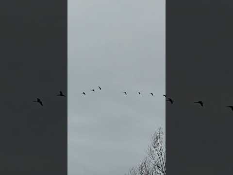 , title : 'Astonishing canada geese birds flying in an incredible show -stopping line formation. #shorts'