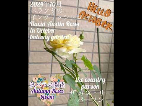 amenagement-balcon-mobilier-métal-galettes-vertes-tapis-horloge-plantes-vertes-lanterne aménagement balcon