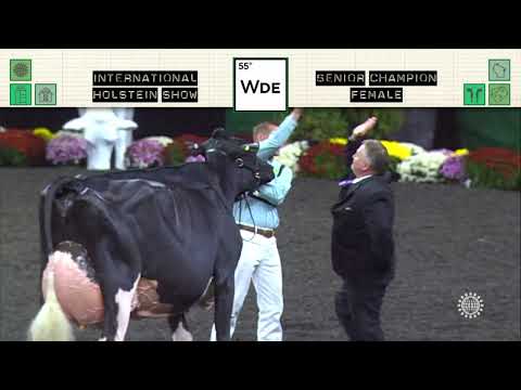 766 HOLSTEIN SENIOR CHAMPION FEMALE