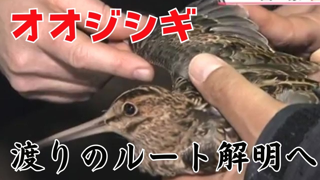 世界初！オオジシギ　渡りルートの謎 解明へ