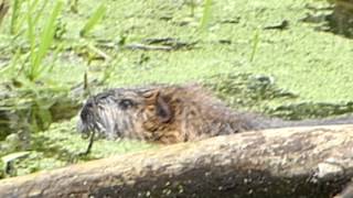 preview picture of video 'Nutria in der Ohre bei Brome'