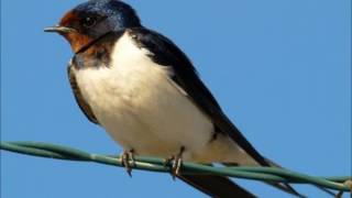 PRIMAVERA - AMÁLIA RODRIGUES