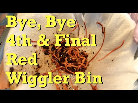Rescue effort in the last of my red wiggler worm bins - vermicomposting