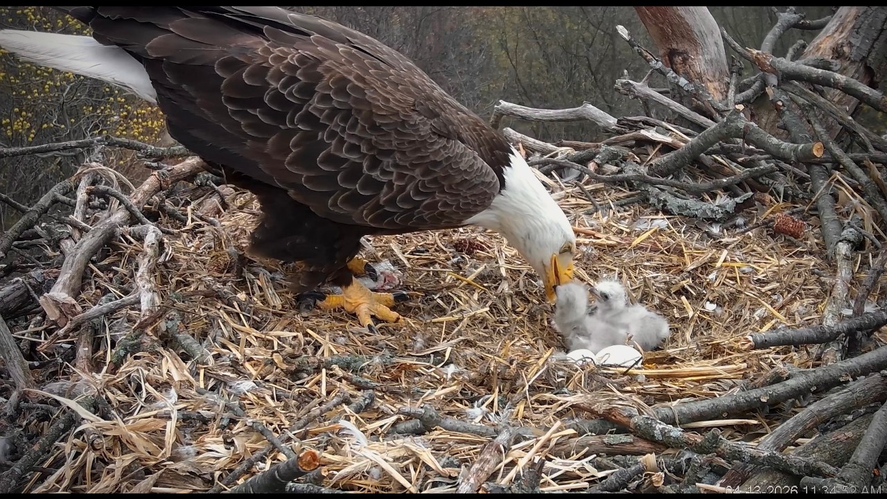 ScreenRecording 04 13 2026 11 33 32 1 Feeding the new eaglets! Hanover,Pa