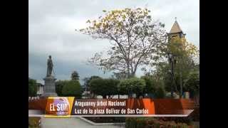 preview picture of video 'Araguaney árbol Nacional Luz de la Plaza Bolivar de San Carlos del Mcpio. Colón'