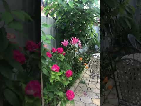 Гостевой дом «Асас» - Гудаута, ул. Ампар, 2 видео