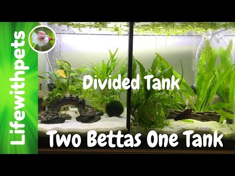 How to Clean a Divided Betta Fish Tank (Collab)