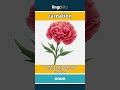 carnation - a colorful flower with ruff... video thumbnail