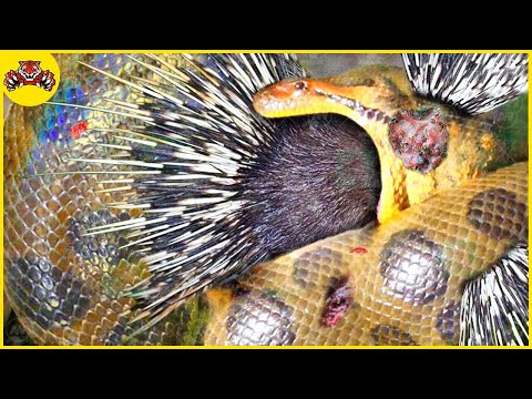 , title : '30 Scary Moments When Pythons Stupidly Try to Swallow a Porcupine | Animal World'