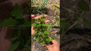 Download lagu Perawatan wajah dengan sirih cina #shorts mp3