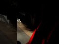 Tiger Crossing Road In Bandhavgarh Bandhavgarh National Park M P
