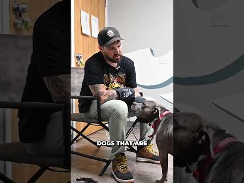 What is the 1st step when working with fear aggressive dogs? #fearaggressive #fearaggression