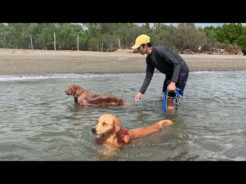 Going to the beach | Azra the Golden Retriever