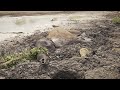Muddy Saga To Save Two Elephants Sheldrick Trust