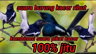 Download lagu suara pikat burung kacer ribut,kompilasi kacer ribut anti zonk mp3 Download lagu suara pikat burung kacer ribut,kompilasi kacer ribut anti zonk mp3