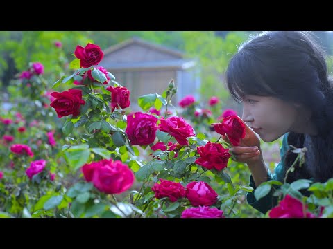 The life of roses.玫瑰花的一生。| 玫瑰花是个好东西可以赏、可以吃、还可以送给爱的人丨Liziqi Channel
