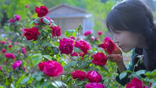 Video : China : The life of roses 玫瑰花的一生