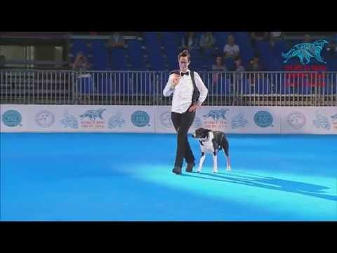 FCI Dog dance World Championship 2016 –Heelwork to music final - Anna Larsson and Flynn (Sweden)