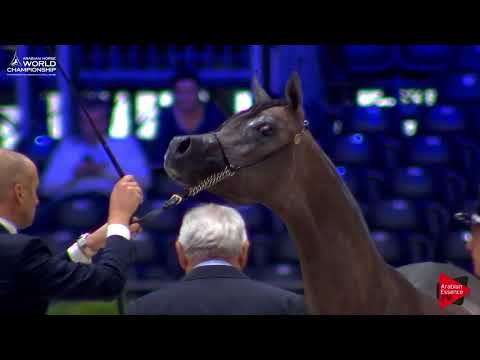 N.4 GHAALYIA - Paris 2017 - Yearling Fillies (Class CM1A)